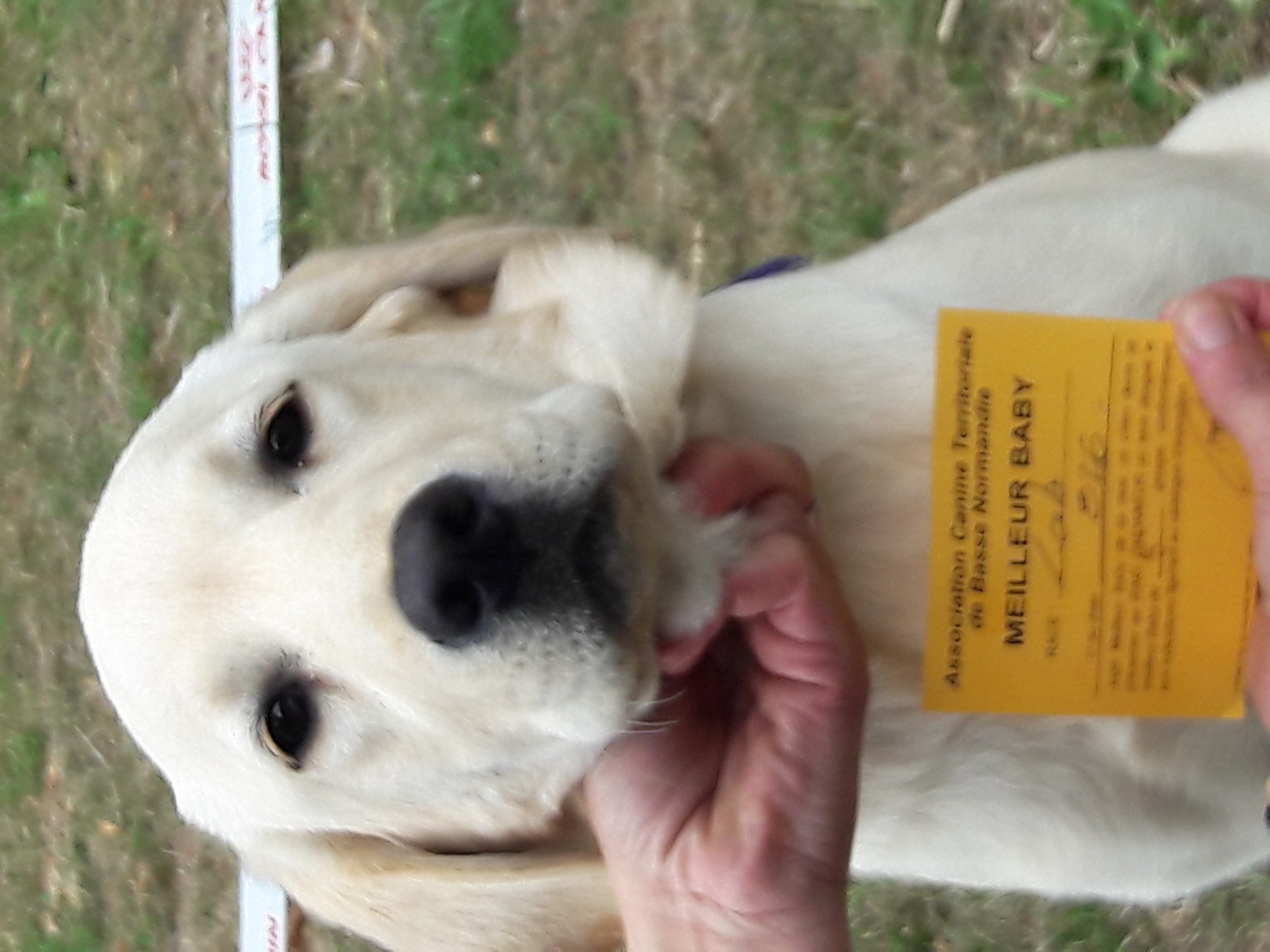 Les Labrador Retriever de l'affixe   De La Haute Chaloupiere