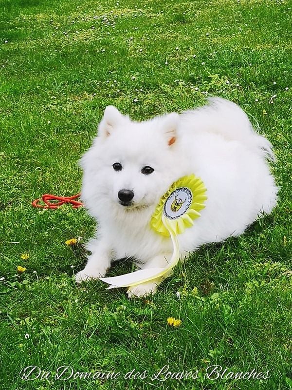 Les Spitz japonais de l'affixe   Du Domaine Des Louves Blanches