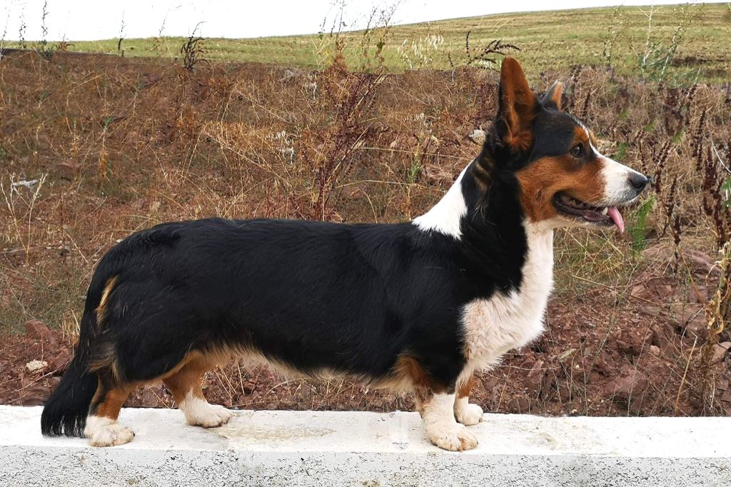Les Welsh Corgi Cardigan de l'affixe   De la Bergerie d'Elan
