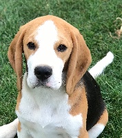 Étalon Beagle - Poker face Des Chasseurs Du Temps
