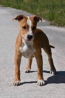 Étalon American Staffordshire Terrier - truelovestaff Red beauty