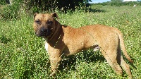 Étalon American Staffordshire Terrier - O'tyson De Midipile