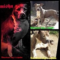 Étalon American Staffordshire Terrier - Misha (Sans Affixe)