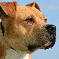 Étalon American Staffordshire Terrier - Flash de l'empreinte de dog'star (Sans Affixe)