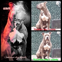 Étalon American Staffordshire Terrier - Jason dit jango (Sans Affixe)