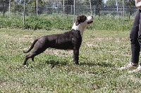 Étalon American Staffordshire Terrier - Orma Du Mas D'Elna
