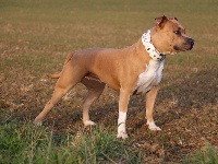 Étalon American Staffordshire Terrier - F'ice (Sans Affixe)