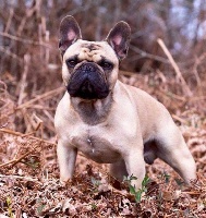 Étalon Bouledogue français - adelfilla Norman beauty
