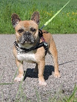 Étalon Bouledogue français - Malko (Sans Affixe)