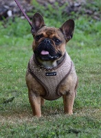 Étalon Bouledogue français - Octavia Des Gladiateurs de Rottweil