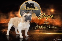 Étalon Bouledogue français - Joyce Des éclats De Cassiopée