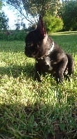 Étalon Bouledogue français - Pin up history dream's