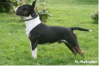 Étalon Bull Terrier - Leyco Of the little big man