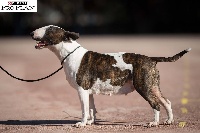 Étalon Bull Terrier - CH. Iris (Sans Affixe)