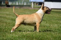 Étalon Bull Terrier - Kahlgazel Ourasi
