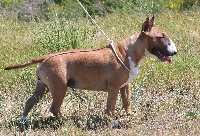 Étalon Bull Terrier - Bullimpact Mystic river