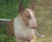 Étalon Bull Terrier - thud and cuddle's Obscure disine