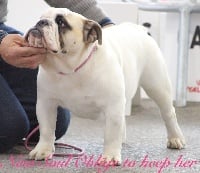 Étalon Bulldog Anglais - New Soul Oblige to keep her