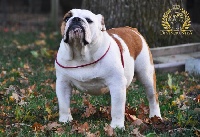 Étalon Bulldog Anglais - La chata Influence