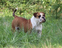 Étalon Bulldog continental - Naiko des perles noires de Beaume
