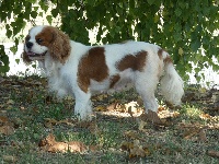 Étalon Cavalier King Charles Spaniel - Lys Du Clos De Compostelle