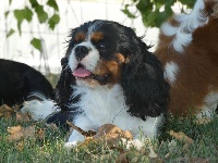 Étalon Cavalier King Charles Spaniel - Orèo des brandes de beaulieu