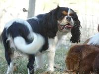 Étalon Cavalier King Charles Spaniel - Overdose Du Clos De Compostelle