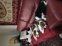 Étalon Cavalier King Charles Spaniel - Helboy du clos d elphigny