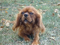 Étalon Cavalier King Charles Spaniel - Oh la la (Sans Affixe)