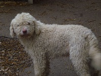 Étalon Chien d'eau espagnol - Laine Du taillis du houx