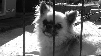 Étalon Chihuahua - Joplinn au Royaume Des Minis Stars
