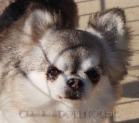 Étalon Chihuahua - outwest's Velvet pearl