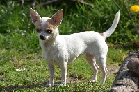 Étalon Chihuahua - Naiade Des Jardins De L'oeil De Paon