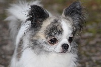 Étalon Chihuahua - Lorenzo Du clos des bleuettes