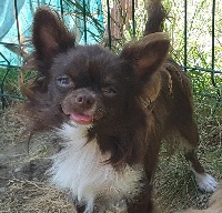 Étalon Chihuahua - Onea des Princes de la foret noire