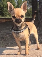 Étalon Chihuahua - Nova Du clos champcheny 