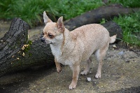 Étalon Chihuahua - Mistral Des Jardins De L'oeil De Paon