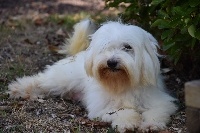 Étalon Coton de Tulear - Mellyn du moulin de Caveaumont