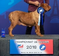 Étalon Dogue de Bordeaux - CH. agramer bordog Harmony