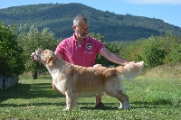 Étalon Golden Retriever - Star lord de atrapasuenos