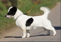 Étalon Jack Russell Terrier - Mystic des Chaumes D'Ambon