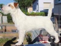 Étalon Jack Russell Terrier - Olan love De La Cité Du Bolwerk