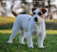 Étalon Jack Russell Terrier - Nina ricci du Domaine De Léon De La Seille