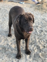 Étalon Labrador Retriever - Orka du domaine de goes kuard