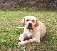 Étalon Labrador Retriever - Mellye de la Bergerie de Lerchamps