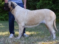 Étalon Mastiff - Nova blu eora de Whititera