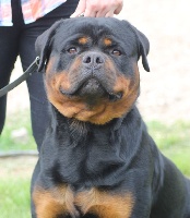 Étalon Rottweiler - Nrj der Engel von Périgord