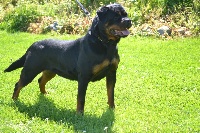 Étalon Rottweiler - Metallica De chatoisillon
