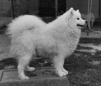 Étalon Samoyède - New texas- luna Of bloom white