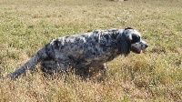 Étalon Setter Anglais - CH. Grace du Mas d'Eyraud